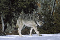 Timber Wolf (Canis lupus) walking across icy snow, northern Minnesota
