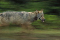 Timber Wolf (Canis lupus) running, Minnesota