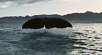 Sperm Whale (Physeter macrocephalus) diving, New Zealand