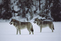 Timber Wolf (Canis lupus) pair on frozen snow-covered lake, northern Minnesota