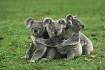 Koala (Phascolarctos cinereus) trio in a line, Australia