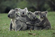 Koala (Phascolarctos cinereus) group in a line, Australia