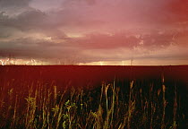 Big Bluestem (Andropogon gerardii) grass in prairie with lightning strikes, Oklahoma