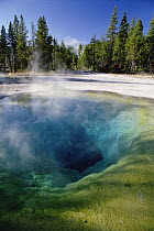 Morning Glory pool in Upper Geyser Basin, Yellowstone National Park, Wyoming