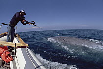 Blue Whale (Balaenoptera musculus) with researcher Bruce Mate on boat attempting to attach satellite tag, Santa Barbara, California