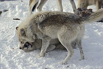 Timber Wolf (Canis lupus) asserting dominance over pack member at kill, Minnesota