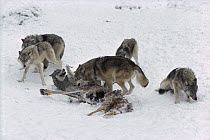 Timber Wolf (Canis lupus) alpha male asserting dominance over another pack member at White-tailed Deer (Odocoileus virginianus) carcass, Minnesota