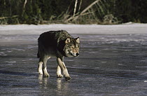 Timber Wolf (Canis lupus) walking across frozen lake, Minnesota