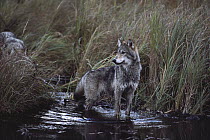 Timber Wolf (Canis lupus) hunting for American Beaver (Castor canadensis) in stream, Minnesota
