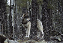 Timber Wolf (Canis lupus) in woods, Northwoods, Minnesota