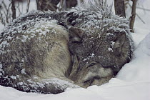Timber Wolf (Canis lupus) curled up in the snow against the cold, Minnesota