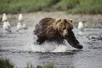 Grizzly Bear (Ursus arctos horribilis) trying to catch salmon in river, Alaska