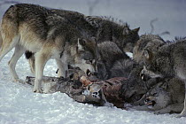 Timber Wolf (Canis lupus) asserting dominance as pack is feeding on White-tailed Deer (Odocoileus virginianus) carcass, Minnesota