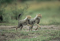 Cheetah (Acinonyx jubatus) pair of cubs running, Kenya
