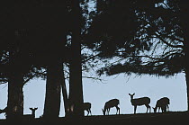 White-tailed Deer (Odocoileus virginianus) herd grazing on hillside, Black Hills, South Dakota