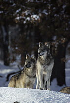 Timber Wolf (Canis lupus) pair, Northwoods, Minnesota
