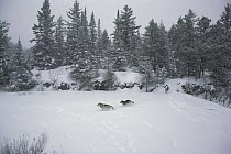 Timber Wolf (Canis lupus) trio crossing snow-covered frozen lake, Boundary Waters Canoe Area Wilderness, Minnesota