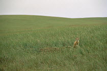Swift Fox (Vulpes velox) in prairie, South Dakota