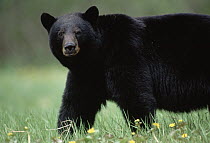 Black Bear (Ursus americanus) portrait, southeast Alaska