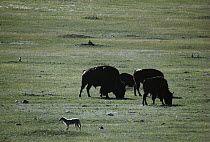 American Bison (Bison bison) and Coyote (Canis latrans) in Prairie Dog town, South Dakota