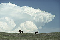 American Bison (Bison bison) pair grazing on prairie under an anvil cloud, Nebraska