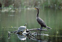 Double-crested Cormorant (Phalacrocorax auritus) with Painted Turtle (Chrysemys picta), California