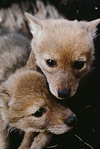 Coyote (Canis latrans) pups, New Mexico