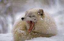 Arctic Fox (Alopex lagopus) yawning, North America