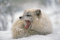 Arctic Fox (Alopex lagopus) adult yawning, North America