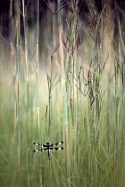 Twelve-spotted Skimmer (Libellula pulchella) dragonfly on Big Bluestem (Schizachyrium scoparium) grass, Wisconsin