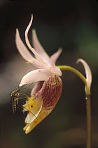 Winter Marsh Mosquito (Culiseta inornata) on Fairy Slipper Orchid (Calypso bulbosa), Minnesota