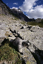 Hoary Marmot (Marmota caligata) sunning on a rock, Canadian Rocky Mountains, Canada