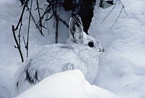 Snowshoe Hare (Lepus americanus) camouflaged in snow, Minnesota