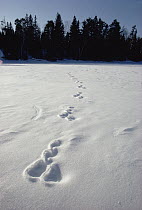 Snowshoe Hare (Lepus americanus) tracks in snow, Minnesota