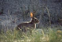 Cottontail Rabbit (Sylvilagus aquaticus) in grass, North America