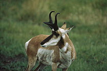 Pronghorn Antelope (Antilocapra americana) portrait, South Dakota