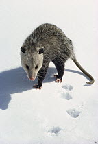 Virginia Opossum (Didelphis virginiana) standing in the snow in winter, Minnesota