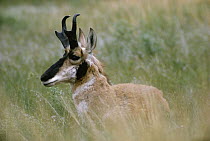 Pronghorn Antelope (Antilocapra americana) resting in grass, South Dakota