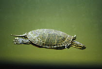 Painted Turtle (Chrysemys picta) swimming underwater, Minnesota