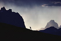 Hiker on Mount Edith Cavell, Canadian Rocky Mountains, Canada