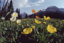 Wildflowers, Rocky Mountains, Banff and Jasper National Park Area, Alberta, Canada
