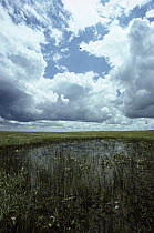 Prairie potholes, a unique area where shallow depressions resulting from the scouring of glaciation create important waterfowl nesting habitat, Ordway Prairie, South Dakota