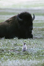 Prairie Dog (Cynomys sp) pair and American Bison (Bison bison) in Prairie Dog Town, Wind Cave National Park, South Dakota