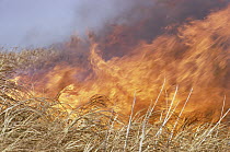 Prairie grass burning, North America