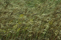 Big Bluestem (Andropogon gerardii) grass blowing in the wind, an important part of the tallgrass prairie ecosystem, South Dakota