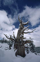 Great Basin Bristlecone Pine (Pinus longaeva) tree in snow, Great Basin National Park, Nevada