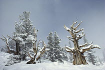 Great Basin Bristlecone Pine (Pinus longaeva) trees in snow, Great Basin National Park, Nevada