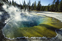 Morning Glory pool in Upper Geyser Basin, Yellowstone National Park, Wyoming