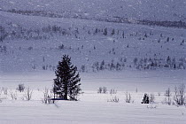 Pine (Pinus sp) tree in snowy landscape, Norway
