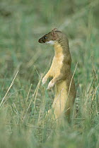 Long-tailed Weasel (Mustela frenata) standing up in tall grass, South Dakota